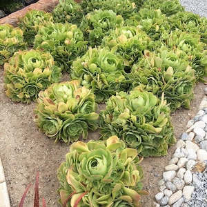 Aeonium Haworthii FULL plant or Cuttings
