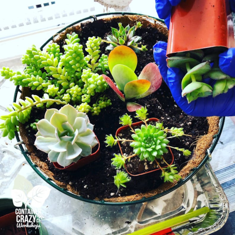 Hanging Planter Gift Basket Kit Succulents Included Etsy