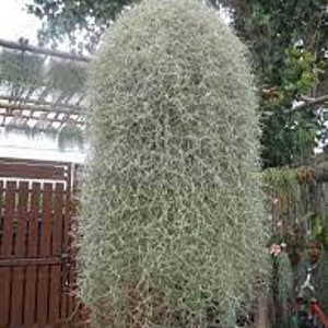 REAL Ethereal Air Plant: live Spanish Moss tillandsia Usneoides Old Man ...