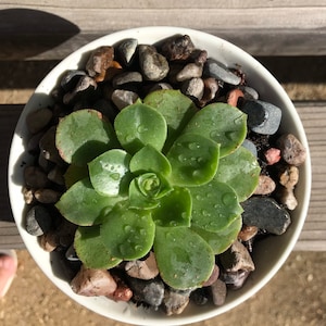 Japanese Bowl Succulent Arrangement: Unique Desk Decor