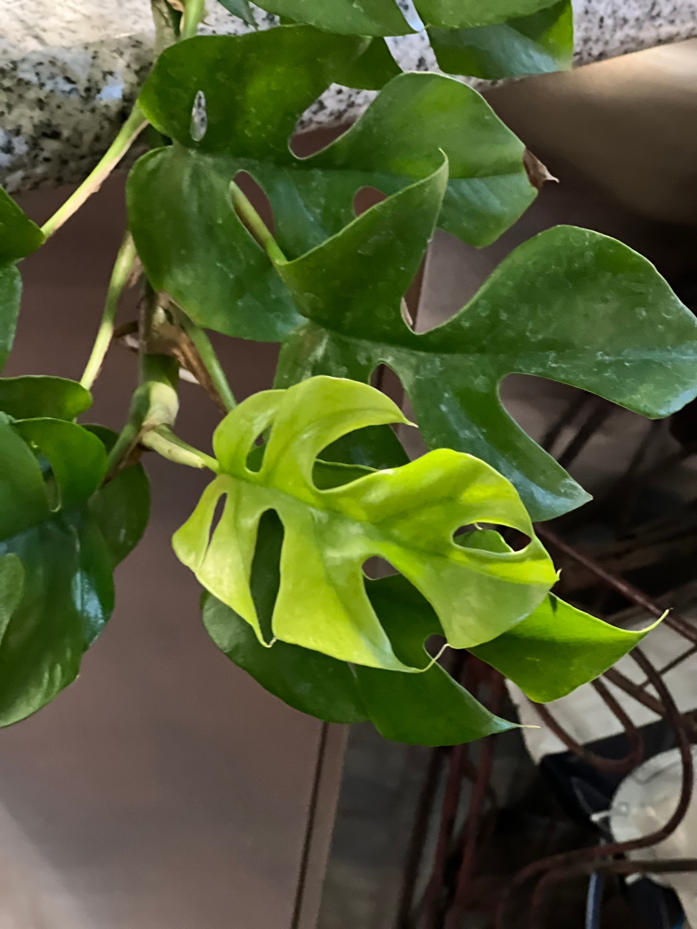 Monstera Deliciosas standard Swiss Cheese Monstera Etsy