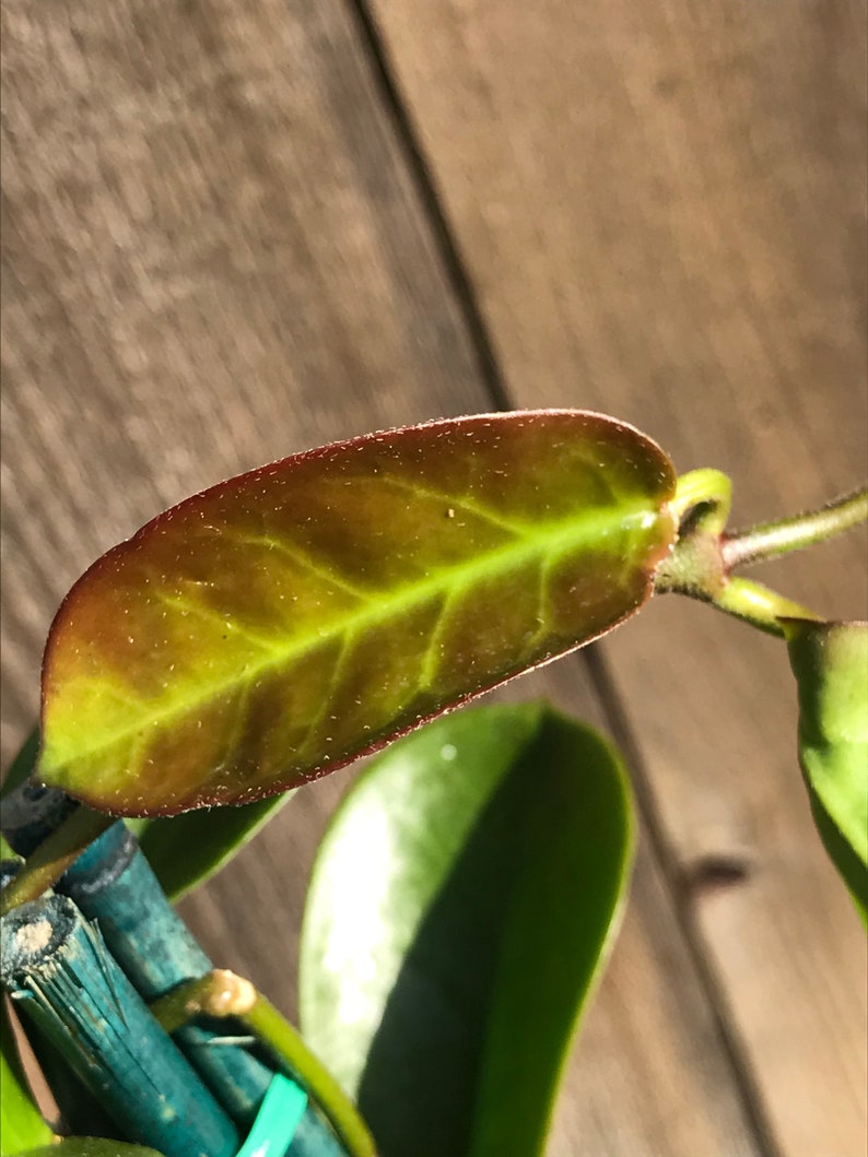 Hoya Australis image 6