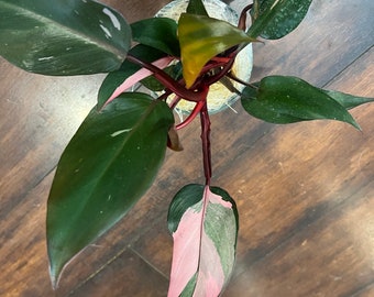 Pink Princess Philodendron