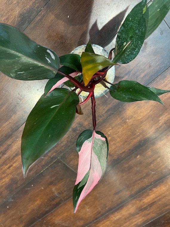 pink princess pothos Philodendron Pink Princess w/ Totem | Special Rare Indoor Plant