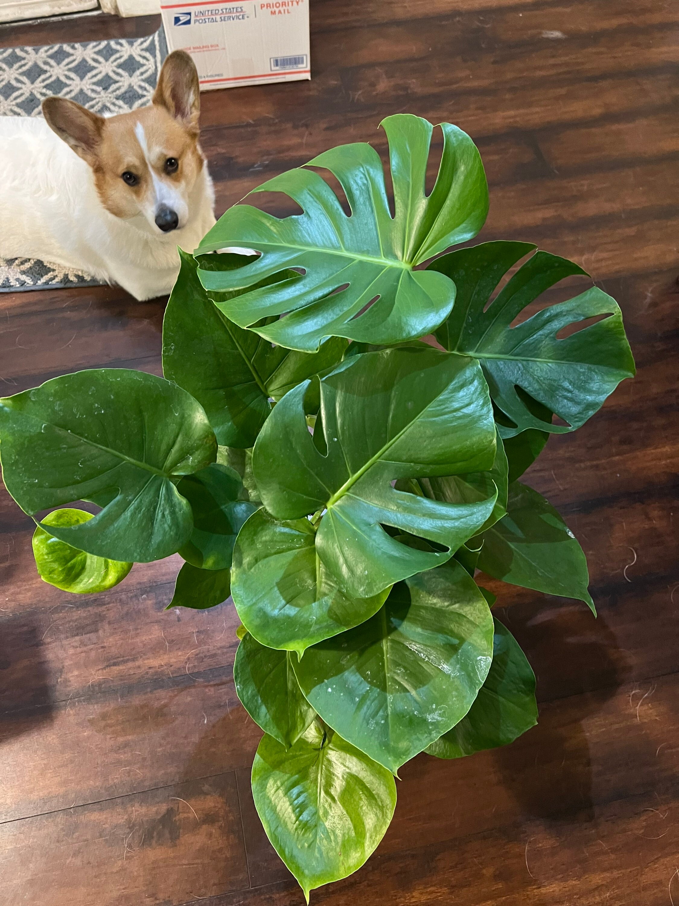 Monstera Deliciosas standard Swiss Cheese Monstera Etsy