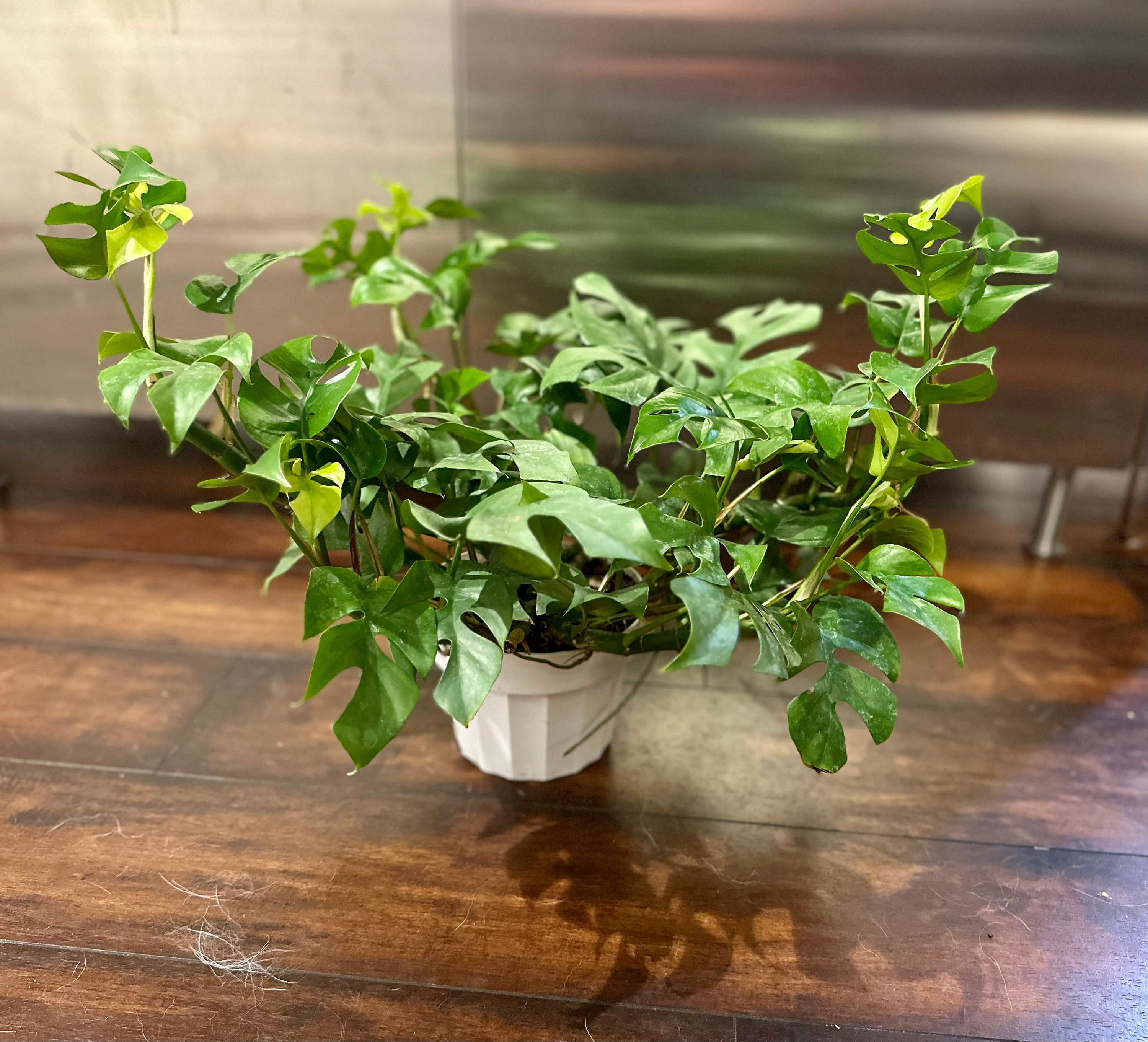 Monstera Deliciosas standard Swiss Cheese Monstera Etsy