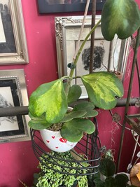 Hoya Kerrii Reverse Variegated *RARE!* Wax Plant