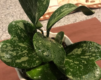 LARGE Hoya Kerrii Splash *RARE!* Wax plant