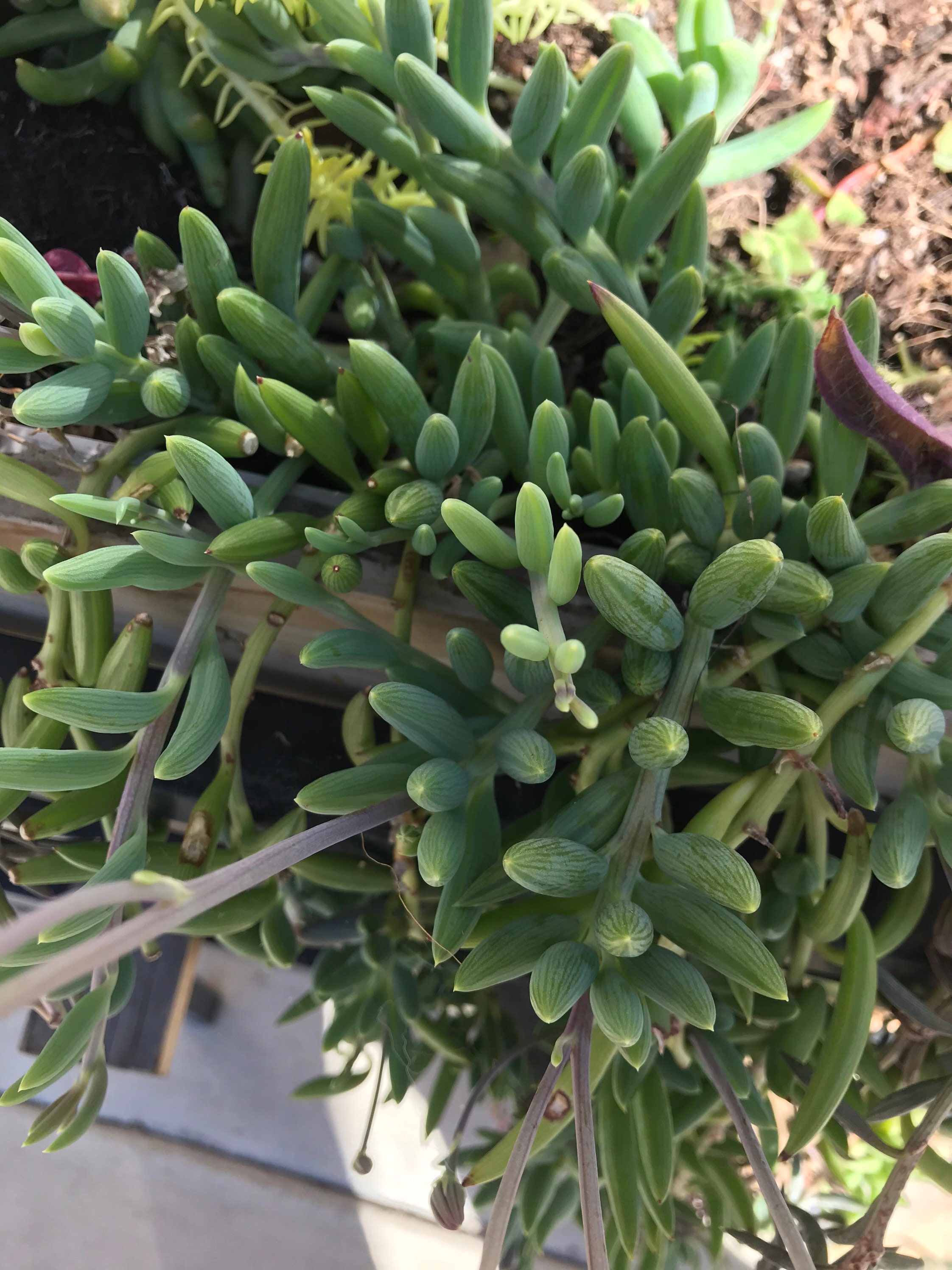 Senecio String of Bananas String of fishhooks Etsy