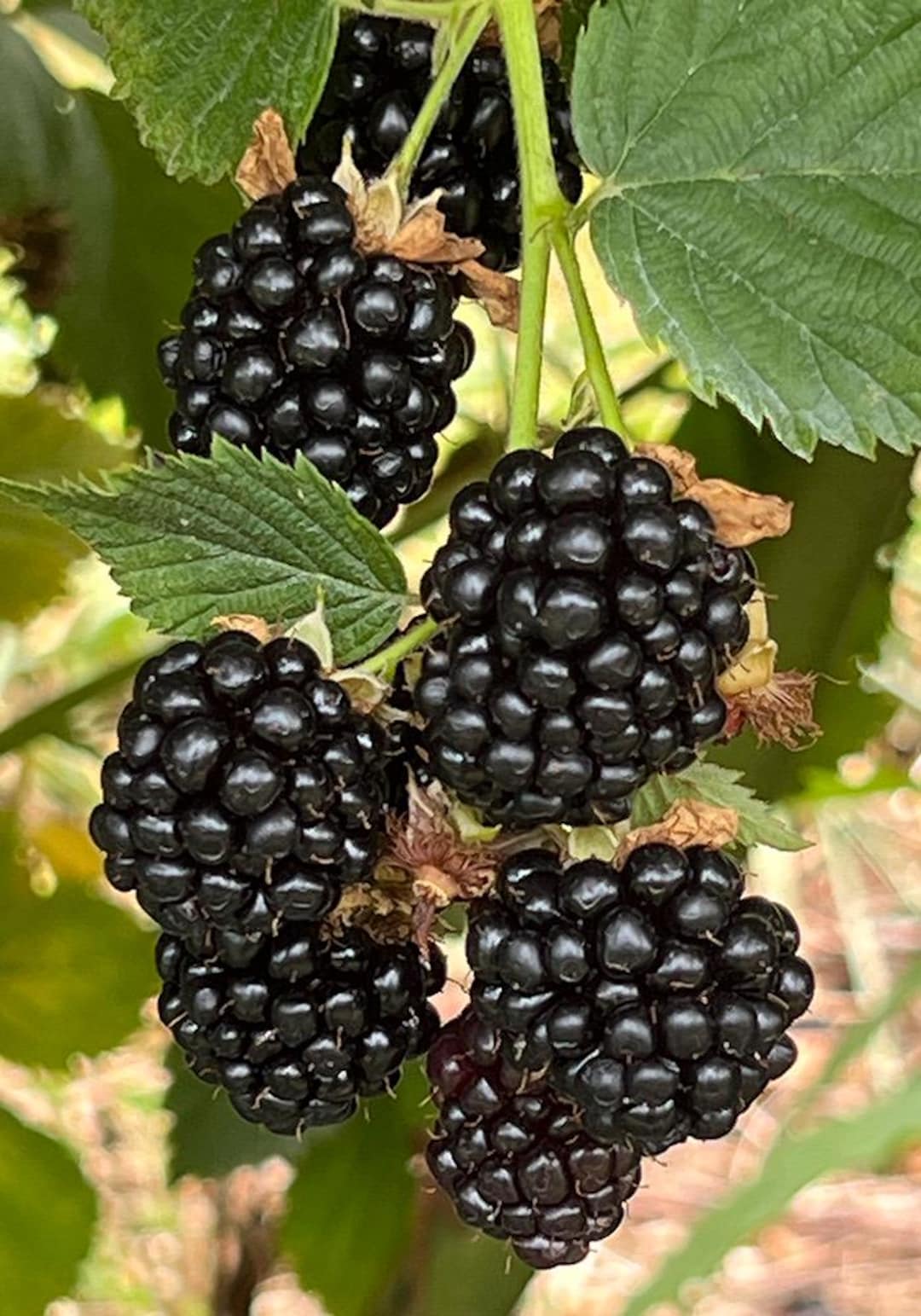 Live Full Sized Sweet BLACKBERRY Plants - Etsy