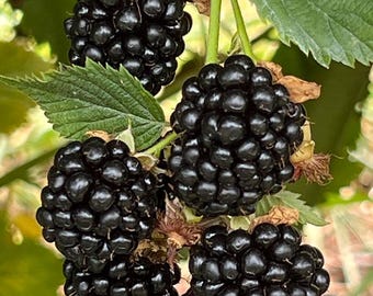 May include: Close-up of four ripe blackberries hanging from a branch. The berries are clustered together and have a glossy, dark purple hue.