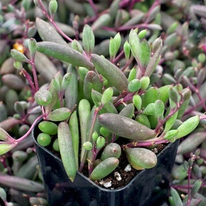 String of Rubies / ruby necklace (othanna capensis) Succulent