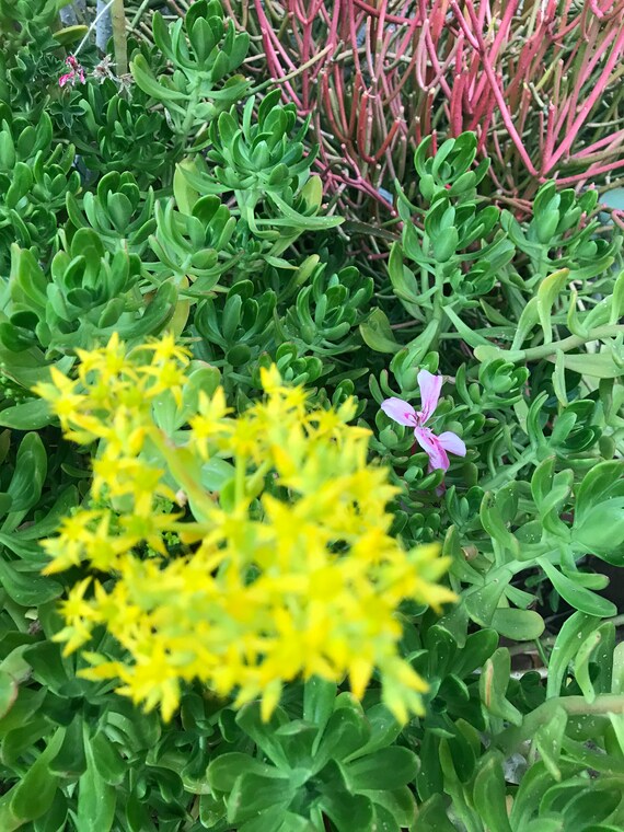Crassula Ovata Jade plant Yellow flowers Etsy