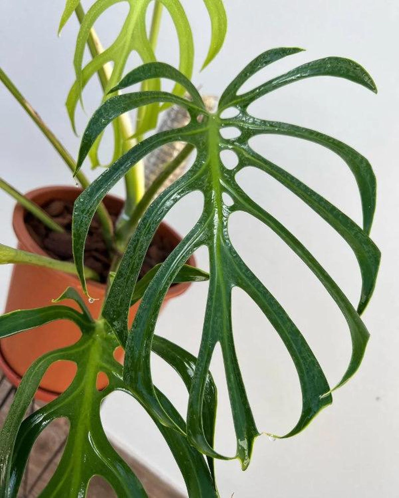 Rare Philodendron Burle Marx Flame green Form 4 Pot Etsy rare-philodendron-burle-marx-flame-green-form-4-pot-etsy