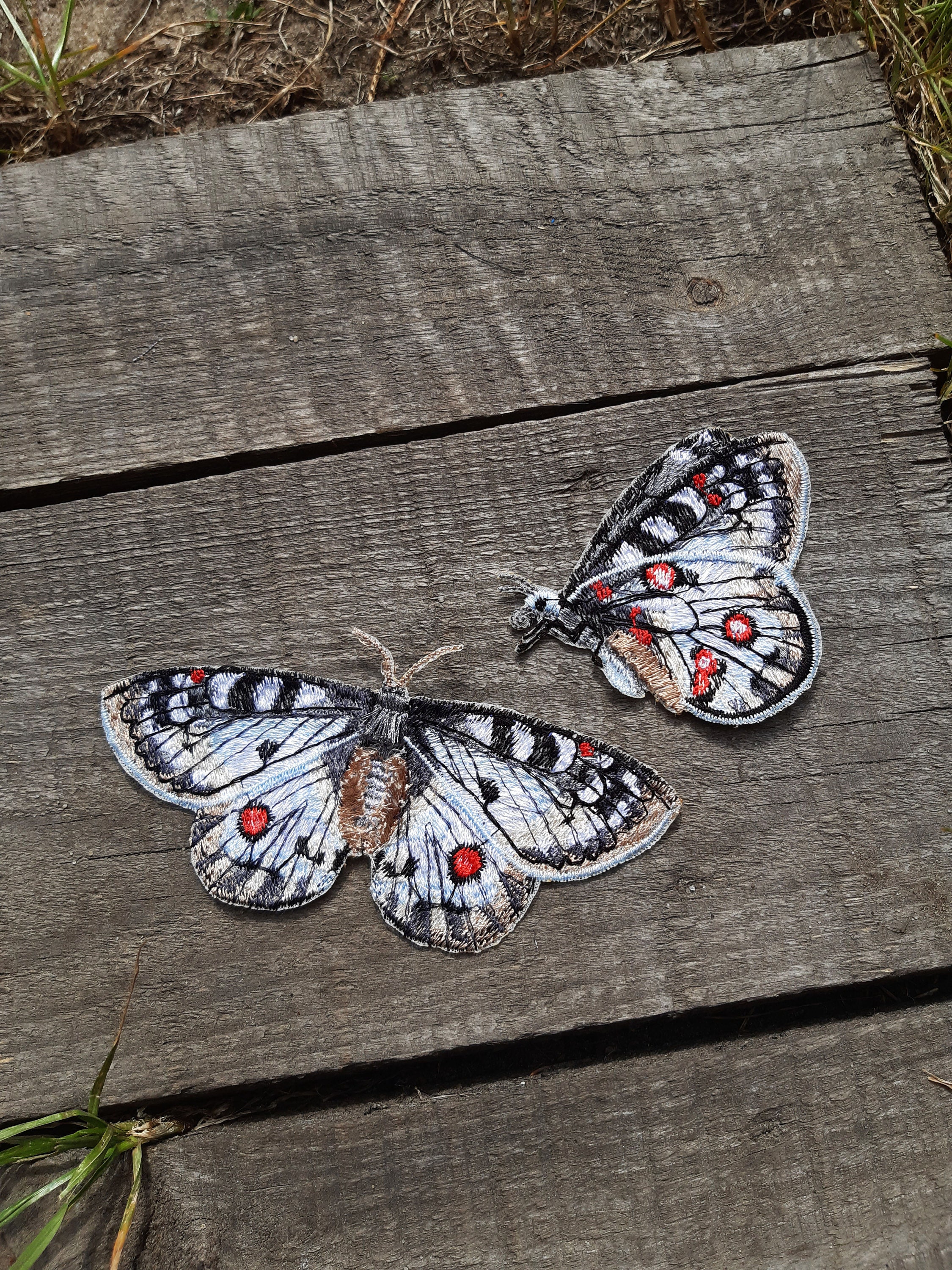 Parnassius apollo - Etsy 日本