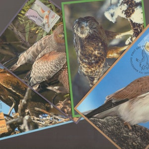 BIRDS of PREY Austrália Conjunto de 4 selos comemorativos Maxi Cards - EAGLE Goshawk Kestrel Harrier - Ephemera filatélica