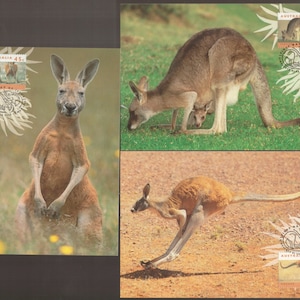 Maxi cartes, trio de timbres philatéliques, trio d'animaux indigènes australiens KANGOUROU, Carte postale animaux indigènes