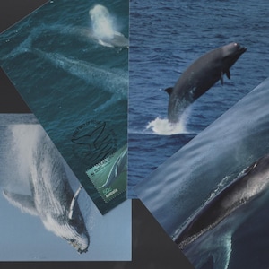 WHALES Down Under Australia Stempelset mit 4 Maxi Karten - Buckelwal, Blauwal, Finnwal und Entenwal