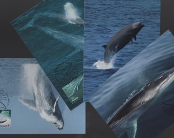 WHALES Down Under Australia Stamp Set of 4 Maxi Cards - Humpback Whale, Blue Whale, Fin Whale and Bottlenose Whale