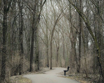 moody spring forest, Wisconsin woods