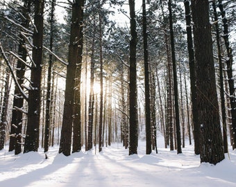 Winter forest, magic forest, Wisconsin woods