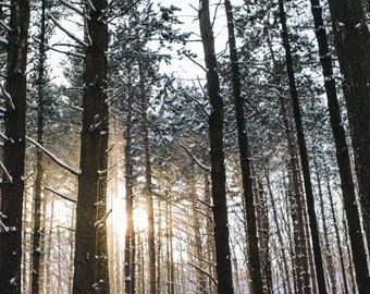 Winter forest, magic forest, Wisconsin woods