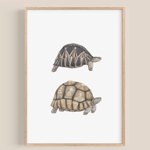 May include: A framed print showing two tortoise illustrations. The top tortoise has a dark, patterned shell, the bottom one a lighter, textured shell. The artwork is set against a white background, with a wooden frame.