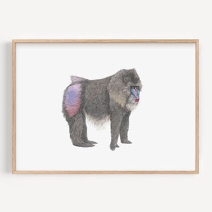 Stampa artistica di scimmia mandrillo, illustrazione della fauna selvatica africana, disegno a matita, decorazione colorata per la cameretta dei bambini nella giungla, regalo per gli amanti delle scimmie