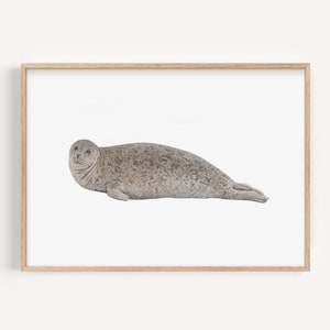 Stampa artistica di foca comune, illustrazione della fauna selvatica britannica, decorazione di animali marini, stampa a matita, regalo per gli amanti delle foche, arredamento per la casa in stile costiero