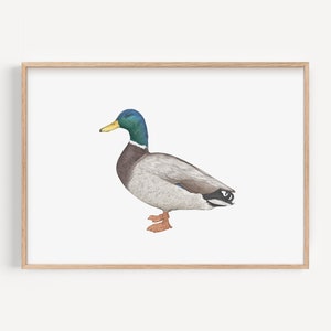 Stampa artistica di anatra - Arte murale con uccelli, decorazione della fauna selvatica britannica, regalo per gli amanti delle anatre, arredamento Cottagecore