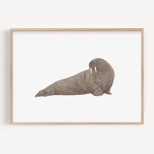 Pacific Walrus Art Print, Wildlife Pencil Drawing, Walrus Lover Home Decor, Ocean Animal Illustration, Custom Wildlife Artwork Gift