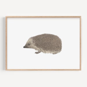 Stampa personalizzata con riccio - Illustrazione disegnata a mano della fauna selvatica britannica, simpatico regalo per gli amanti dei ricci, decorazione autunnale, decorazione per la casa in stile boscoso