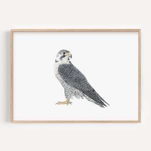 Stampa di falco pellegrino - Stampa personalizzata di rapaci, stampa murale di uccelli britannici, decorazione della fauna selvatica, regalo per bambini