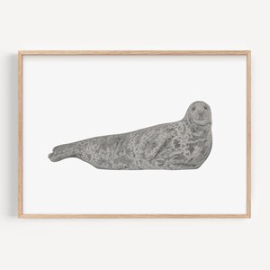 Stampa artistica di foca grigia, illustrazione della fauna selvatica britannica, decorazione con animali dell'oceano, regalo per gli amanti delle foche, arte murale con fauna selvatica scozzese, decorazione per la casa naturalistica