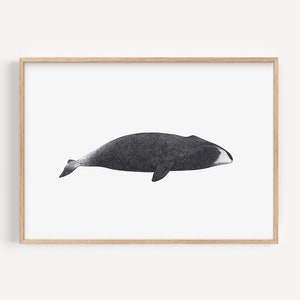 Stampa artistica di balena della Groenlandia, schizzo a matita di fauna selvatica dell'oceano costiero, regalo per gli amanti della balena franca, illustrazione di creatura marina, arredamento nautico per la casa