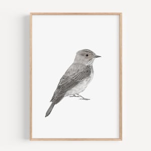 Stampa artistica di Pigliamosche, illustrazione di uccello, decorazione per la casa in stile bosco, decorazione murale di uccelli britannici, regalo per gli amanti della fauna selvatica, opera d'arte naturalistica per cameretta dei bambini