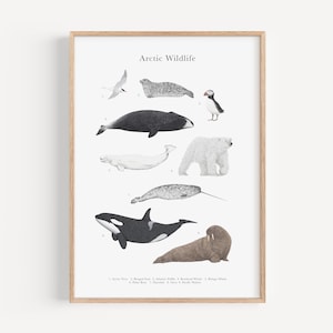 Stampa artistica di fauna selvatica artica - Arte per vivaio di animali selvatici, opera d'arte di orche, stampa di pulcinelle di mare in regalo, poster educativo sugli animali