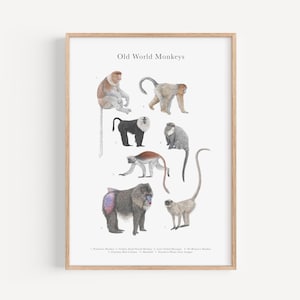 Stampa artistica di specie di scimmie - Poster didattico sulla fauna selvatica, poster naturalistico per l'asilo nido nella giungla, regalo per gli amanti delle scimmie