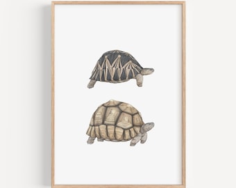 Tortoise Art Print - Wildlife Poster Personalised Print, Two Tortoise Illustration, Quirky Wall Art