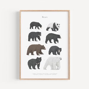 Bären Arten Lerndruck - A5, A4, A3 Handgezeichnete Rustikale Hütte Illustration, Detaillierte Minimal Traditionelle Kunst, Braunbär Kinderzimmer Dekor