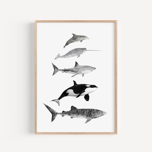 Ocean Wildlife Art Print - Walhai Illustration, Wanddekoration fürs Badezimmer, Kinderzimmer Dekor