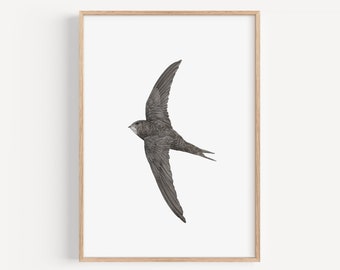 Swift Bird Wildlife Art - British Wildlife Drawing Personalised Print, Bird Watcher Home Decor Gift, Summer Bird Wall Decor