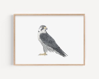 Falcon Illustration Art Print, Personalised Wildlife Artwork, Bird of Prey British Birds