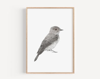 Spotted Flycatcher Bird Illustration Print, British Bird Species, Wildlife Nursery Artwork, Pencil Drawing Print