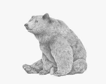 bear drawing etsy