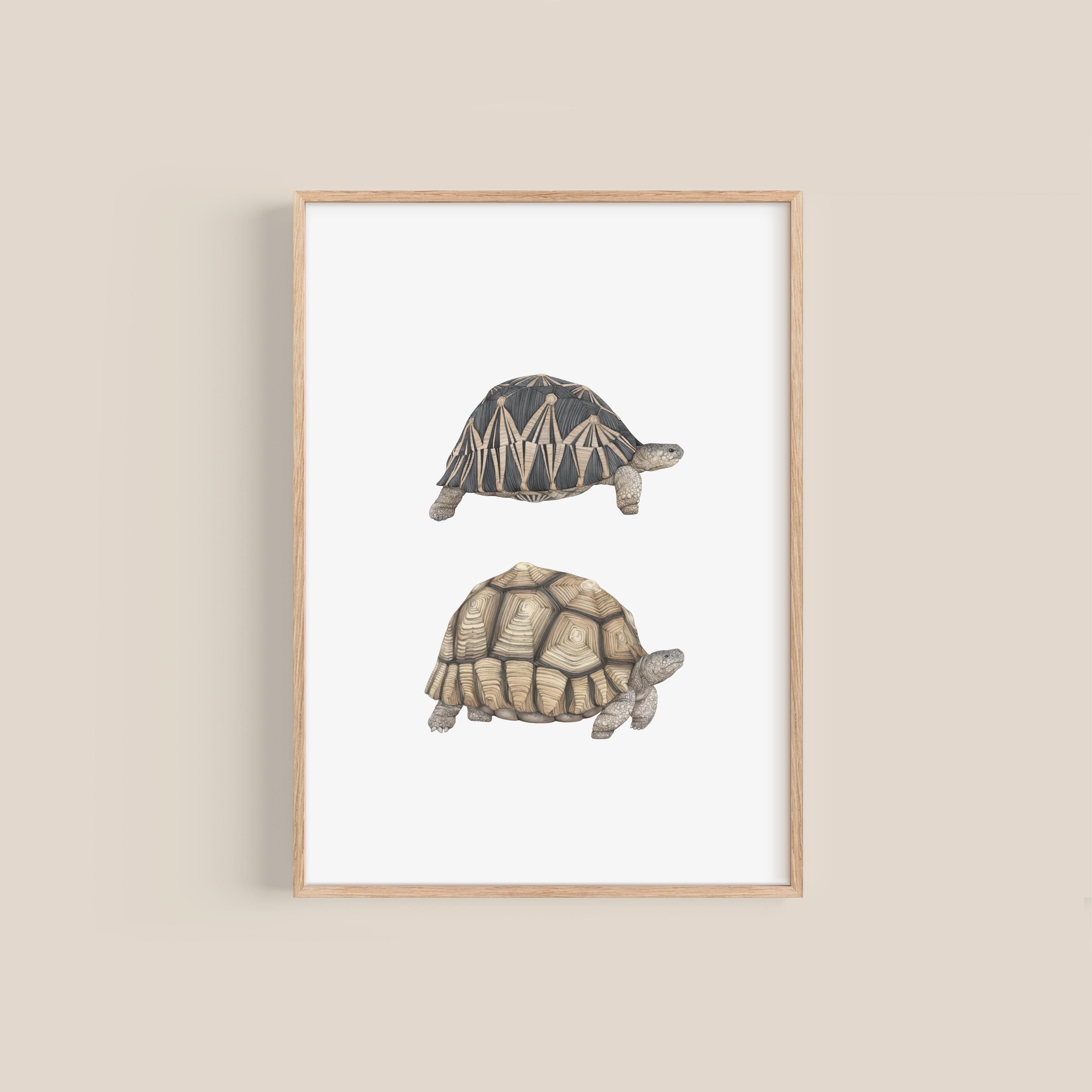 Tortoise Art Print - Digital Download, Instant Wildlife Illustration ...