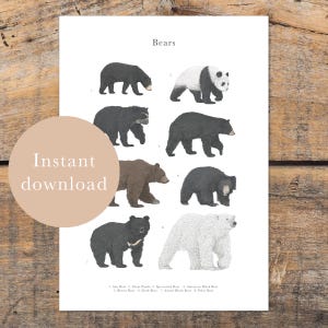 Impresión artística de especies de osos, descarga digital, decoración de pared de vida silvestre, póster educativo de animales, regalo para amantes de los osos, ilustración para guardería