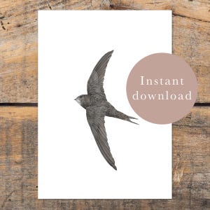 Swift Bird Art Print, Digital Download, Wildlife Wall Art, Bird Lover Gift, Swift Illustration, Nature Nursery Decor