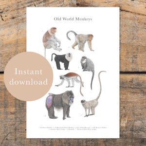 Old World Monkey Species Art Print, Digital Download, Wildlife Decor, Educational Animal Poster, Monkey Lover Gift