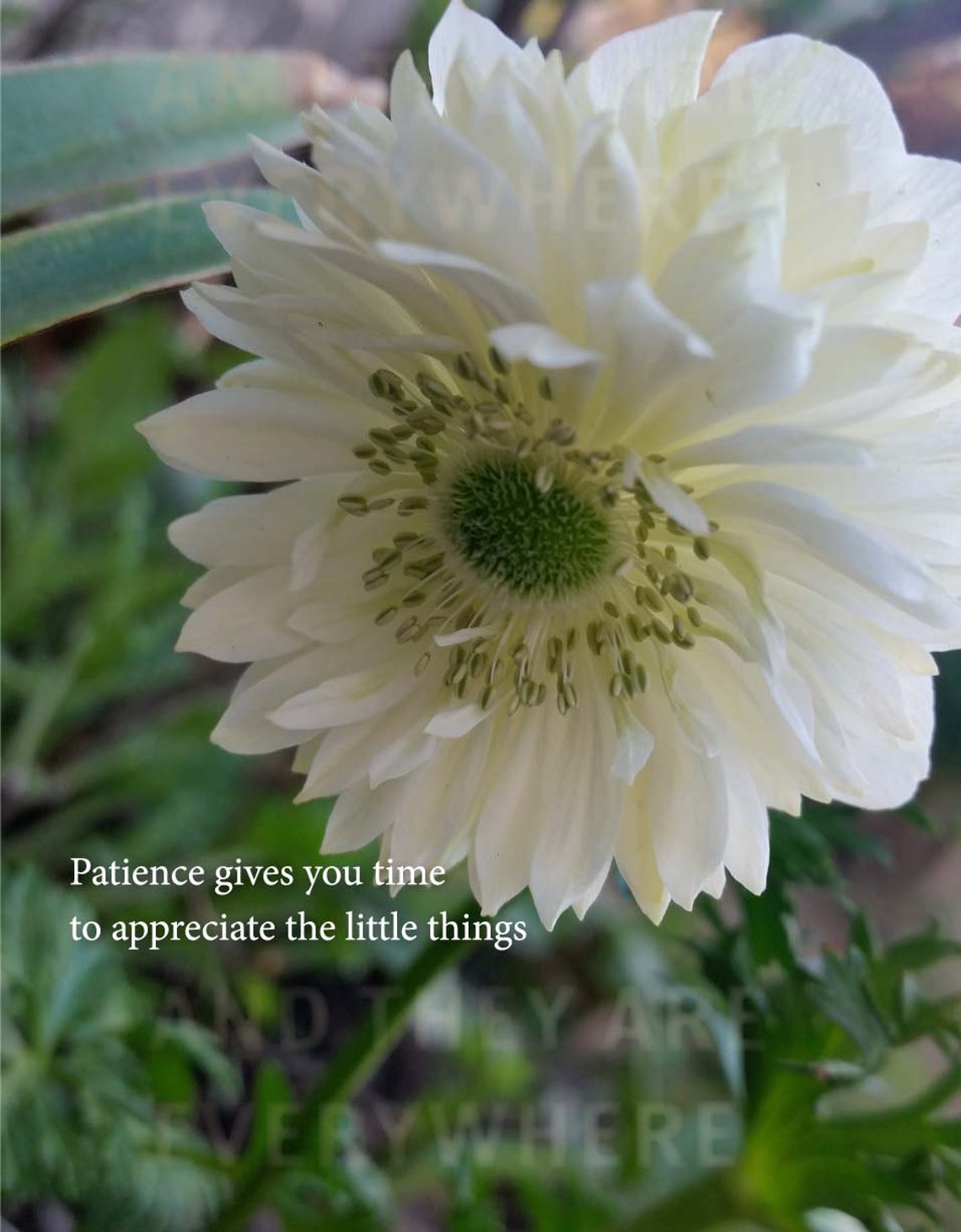 Patience Flower Anemone Original Photograph Prints Art Etsy